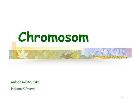 1 Chromosom Milada Roštejnská Helena Klímová. Obsah Chromosom Stav chromosomů se během buněčného cyklu mění Eukaryotní DNA je sbalena do chromosomu Interfázový.