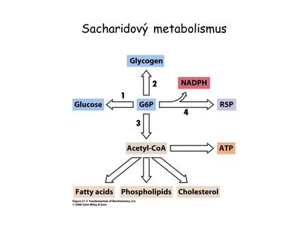 Sacharidový metabolismus
