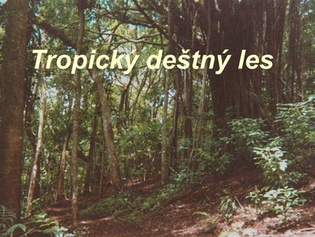 Tropický deštný les.