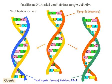 Nově syntetizovaný řetězec DNA
