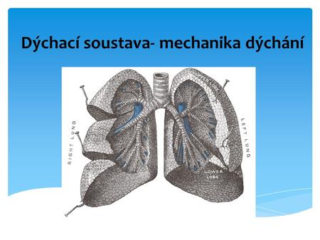 Dýchací soustava- mechanika dýchání