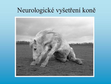 Neurologické vyšetření koně