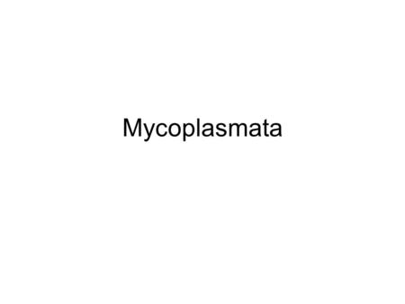 Mycoplasmata.