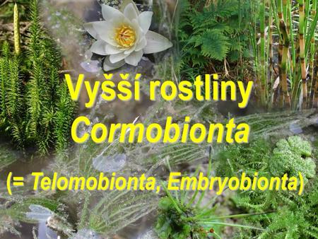 Vyšší rostliny Cormobionta