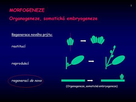 Organogeneze, somatická embryogeneze