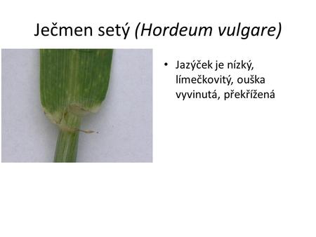 Ječmen setý (Hordeum vulgare)