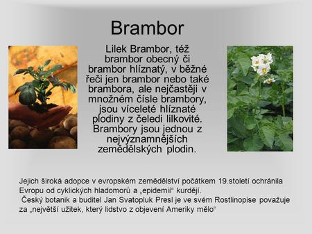 Brambor Lilek Brambor, též brambor obecný či brambor hlíznatý, v běžné řeči jen brambor nebo také brambora, ale nejčastěji v množném čísle brambory, jsou.
