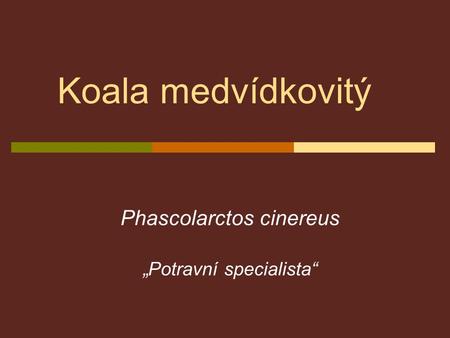 Phascolarctos cinereus „Potravní specialista“