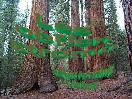 Les obřích stromů Národní Park sekvojí v Kalifornii.