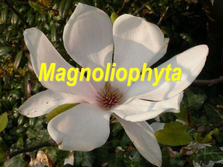 Magnoliophyta.