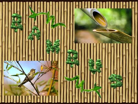 Bambus je rychle rostoucí, dlouhověký druh trávy, vyskytující se v celé střední a jižní Asii