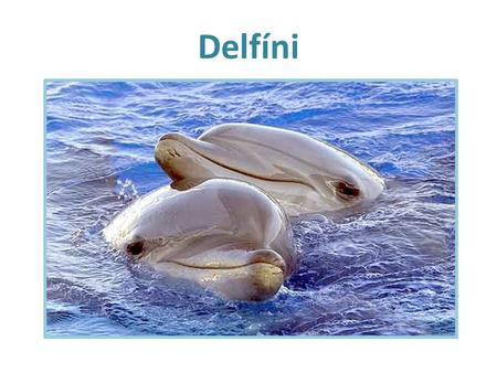Delfíni.