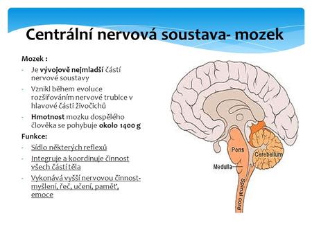 Centrální nervová soustava- mozek