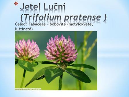Jetel Luční (Trifolium pratense )