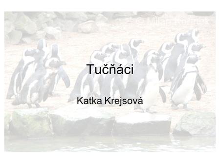 Tučňáci Katka Krejsová.