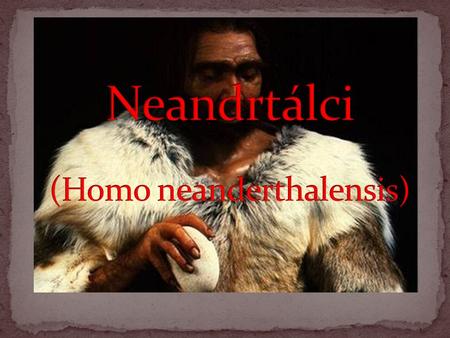 Neandrtálci (Homo neanderthalensis)