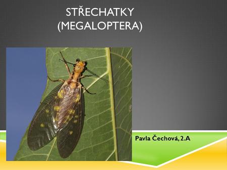 Střechatky (megaloptera)