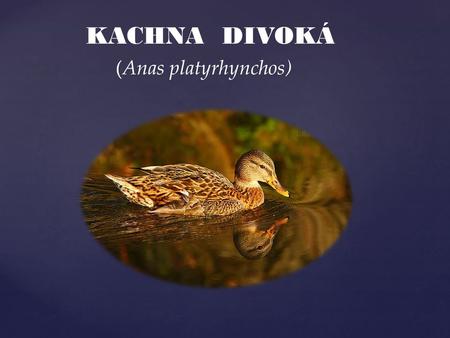 KACHNA DIVOKÁ (Anas platyrhynchos).