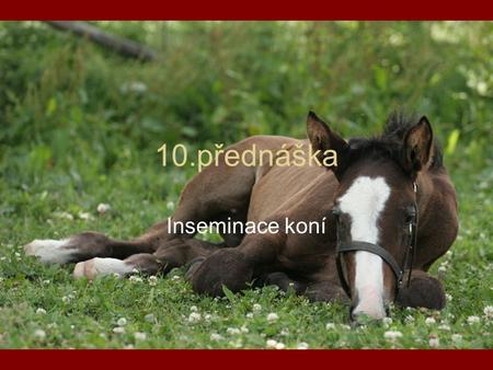 10.přednáška Inseminace koní.