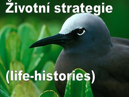 Životní strategie (life-histories).