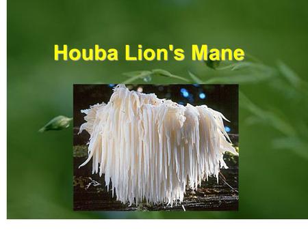 Houba Lion's Mane.