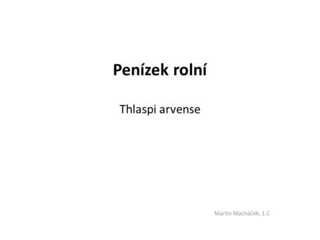 Penízek rolní Thlaspi arvense Martin Macháček, 1.C.