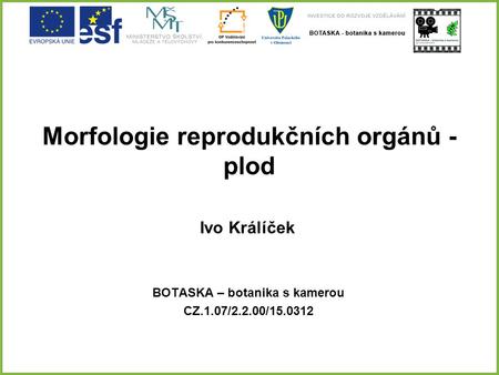 Morfologie reprodukčních orgánů - plod