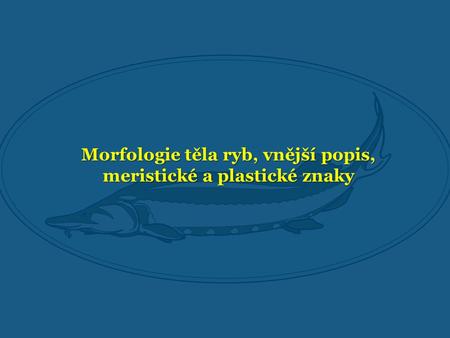 Morfologie těla ryb, vnější popis, meristické a plastické znaky