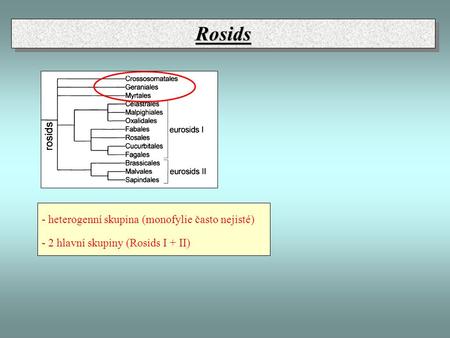 RosidsRosids - heterogenní skupina (monofylie často nejisté) - 2 hlavní skupiny (Rosids I + II)