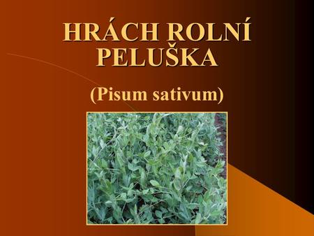 HRÁCH ROLNÍ PELUŠKA (Pisum sativum).