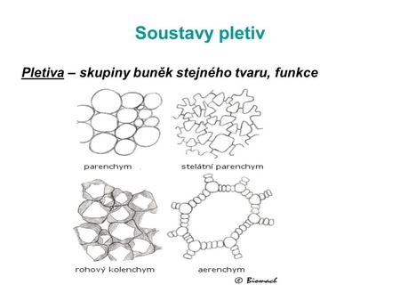 Soustavy pletiv Pletiva – skupiny buněk stejného tvaru, funkce.
