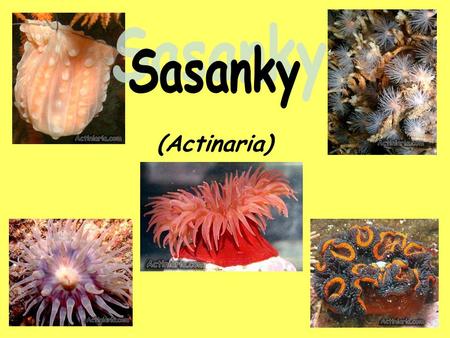 (Actinaria) Sasanky.