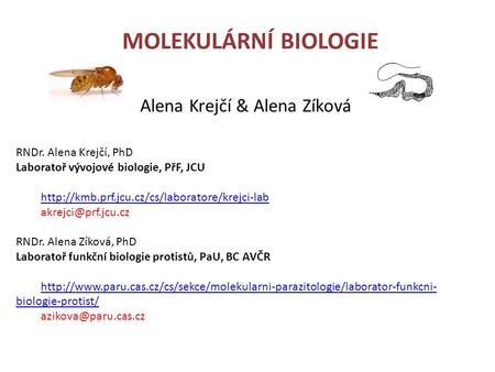 MOLEKULÁRNÍ BIOLOGIE Alena Krejčí & Alena Zíková RNDr. Alena Krejčí, PhD Laboratoř vývojové biologie, PřF, JCU