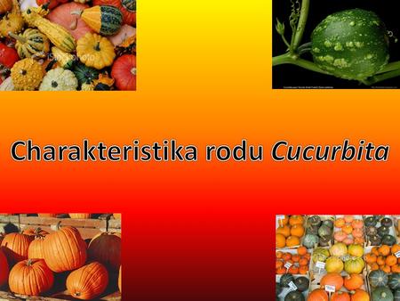 Charakteristika rodu Cucurbita