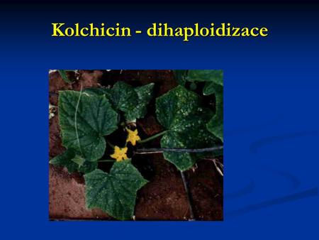 Kolchicin - dihaploidizace