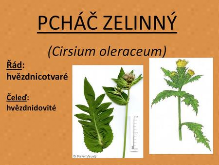 PCHÁČ ZELINNÝ (Cirsium oleraceum) Řád: hvězdnicotvaré