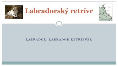 Labrador, labrador retriever