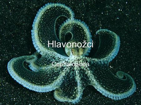 Hlavonožci Cephalopoda.