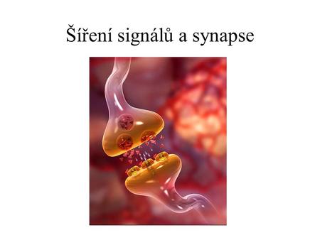 Šíření signálů a synapse