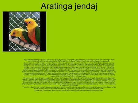 Aratinga jendaj Papoušek nádherného vzhledu s vysokými hlasovými projevy. Asi toto se vybaví každému chovateli při vyřčení slova aratinga. Jejich domovinou.