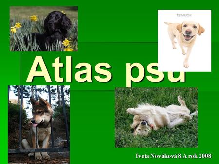 Atlas psů Iveta Nováková 8.A rok 2008.