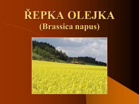 ŘEPKA OLEJKA (Brassica napus).
