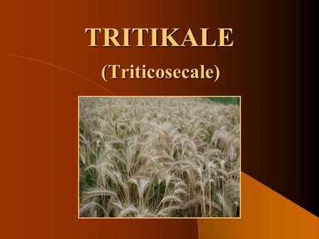 TRITIKALE (Triticosecale).