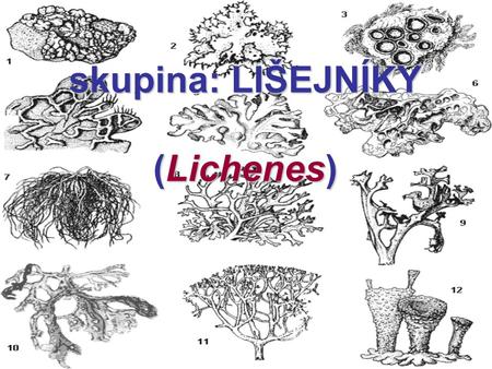 skupina: LIŠEJNÍKY (Lichenes)