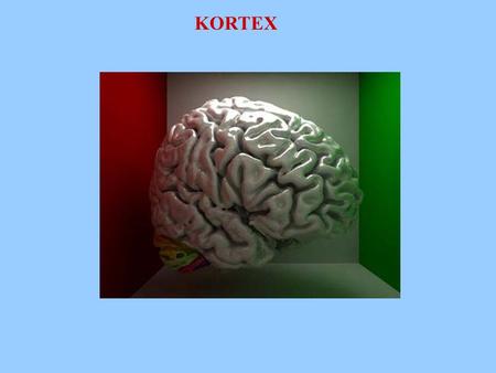 KORTEX Areas of complex multimodal convergence are also located posterior to the primary somatic sensory cortex, within portions of the posterior temporal.