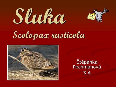Sluka Scolopax rusticola Štěpánka Pechmanová 3.A.