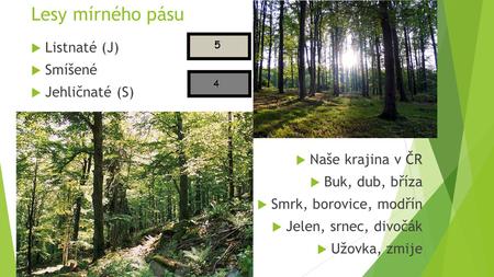 Lesy mírného pásu Listnaté (J) Smíšené Jehličnaté (S)