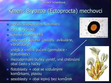 Kmen: Bryozoa (Ectoprocta) mechovci