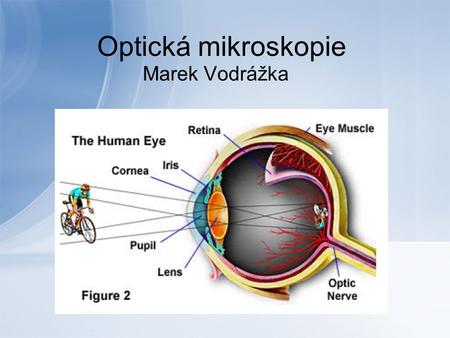 Optická mikroskopie Marek Vodrážka.