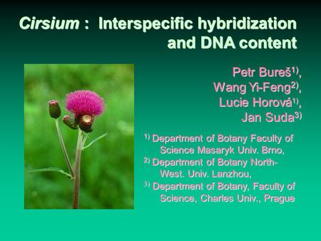 Cirsium : Interspecific hybridization